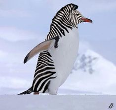 a zebra standing in the snow with its back turned to look like it is dancing