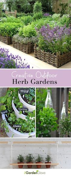 an outdoor herb garden with lavender flowers and herbs