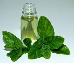 A hortelã é uma das plantas mais utilizadas em todo o mundo.Ela é um bom digestivo e combate gases do estômago e intestino.Além disso,  elimina vermes e Peppermint Plants, Essential Oil Fragrance, Medicinal Plants, Natural Medicine, Pure Essential Oils, Natural Health, Home Remedies, Natural Remedies, Peppermint