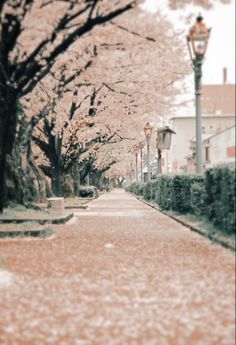 a street lined with lots of trees covered in blossoming pink flowers next to a lamp post