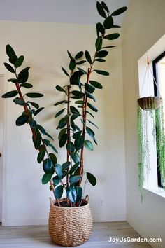 a large potted plant sitting next to a window