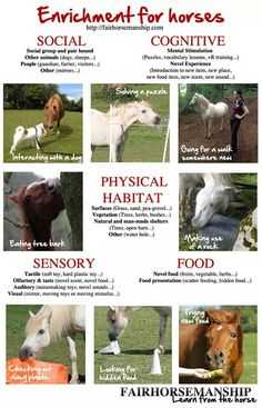 horses and their names are shown in this graphic chart for each horse's body