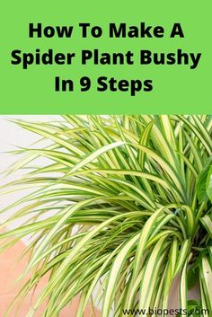 a spider plant bushy in 9 steps