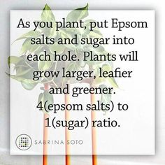 an image with the words as you plant, put epsom salts and sugar into each hole plants will grow larger, leaner and greener