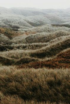 the grass is blowing in the wind and it looks like they're going to fall