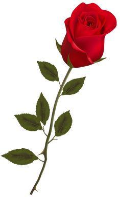 a single red rose with green leaves on a white background