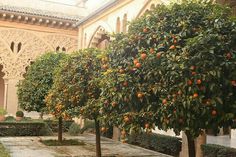 an orange tree in the middle of a courtyard