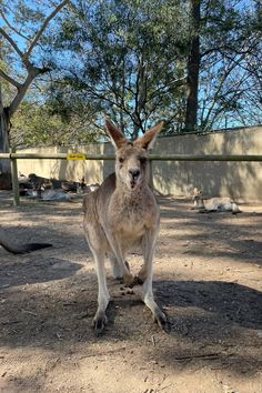 a small kangaroo standing on top of dirt covered ground