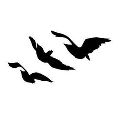 three birds are flying in the sky together