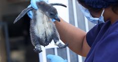 a person in blue gloves holding a small animal