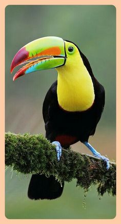 a colorful toucan sitting on top of a moss covered branch with its beak open