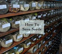 shelves filled with jars and spices on top of each other in front of the words how to save seeds