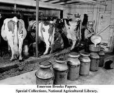 black and white photograph of cows in a barn with text that reads, special collections national agricultural library