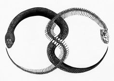 two snakes with their tails curled up in the shape of an occupant