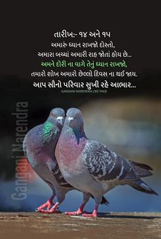 two pigeons standing next to each other on top of a wooden table with words written in different languages