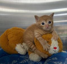 a kitten sitting on top of a stuffed animal