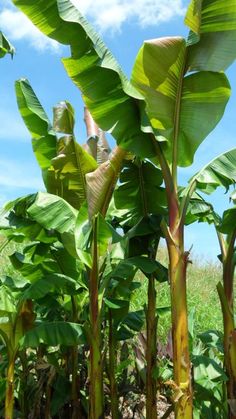 some very pretty green plants with big leaves in the grass and blue sky behind them