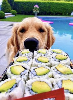 a golden retriever is holding a tray of sushi next to a swimming pool