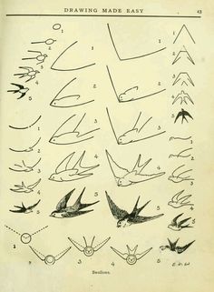 an old book with drawings of birds flying in the sky and on top of each other