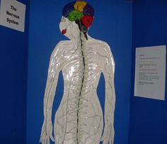 an art exhibit with plastic wrap wrapped around the human body and various types of organs