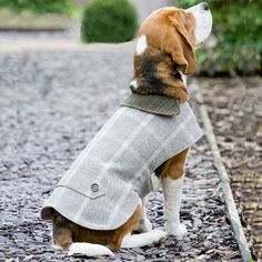 a dog wearing a coat sitting on top of a gravel covered ground next to bushes