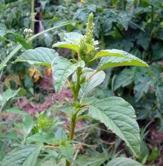 a close up of a plant with many leaves in the foreground and other plants in the background