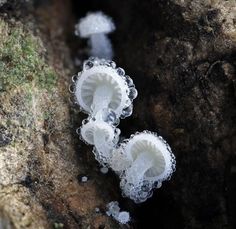 three white mushrooms sitting on top of a rock