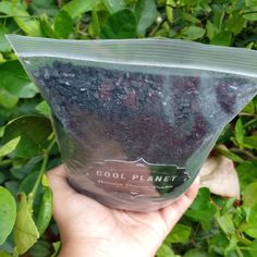 a hand holding up a plastic bag filled with blueberries in front of green leaves