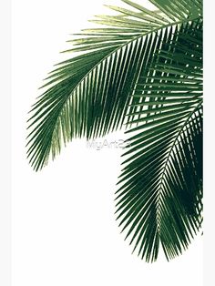 green palm leaves against a white background