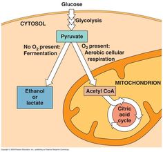 the structure of an acrylic acid cycle