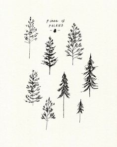 some trees that are drawn in black ink on white paper, with the words prince of poland above them