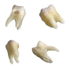 four pieces of tooth that have been cut in half and placed on top of each other