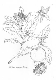 a pencil drawing of an orange tree branch with fruit and leaves on it's branches