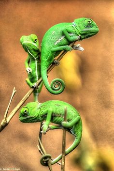 three green chamelons sitting on top of a tree branch in front of a brown background