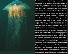 an image of a jellyfish with caption in the bottom right corner, and description below