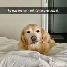 a golden retriever dog laying on top of a bed with the caption he napped so hard his face got stuck