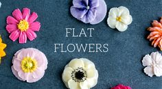 there are many different colored flowers on the black board with words that say flat flowers