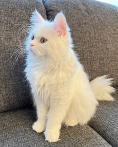 a white cat sitting on top of a gray couch