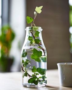 a glass vase filled with water and plants