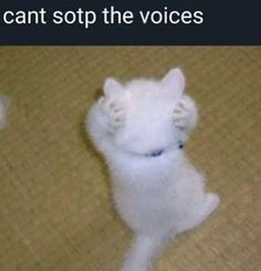 a small white cat sitting on top of a floor