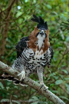 the bird is perched on the tree branch with its head turned to look like an eagle