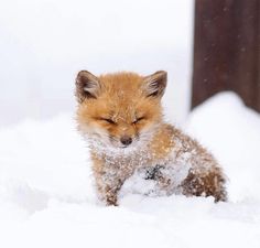 cute baby photos - fox in the snow Baby Fox, The Snow, Fox, Animals