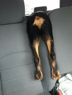 a dog sleeping in the back seat of a car with it's head down