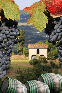 some wine barrels are sitting in the grass