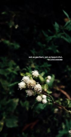 some white flowers and green leaves on a dark background with a bible verse written in the center