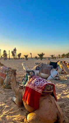 two camels are sitting in the sand near some palm trees and one is wearing a blanket