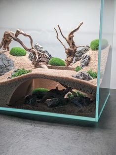 an aquarium with rocks and plants in it