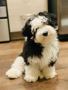 a black and white dog sitting on top of a hard wood floor