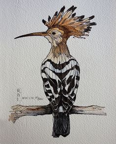 a drawing of a bird with feathers on it's head sitting on a branch