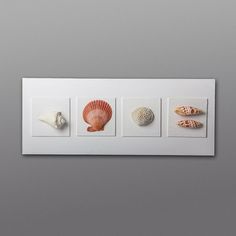 four seashells are displayed on a white frame